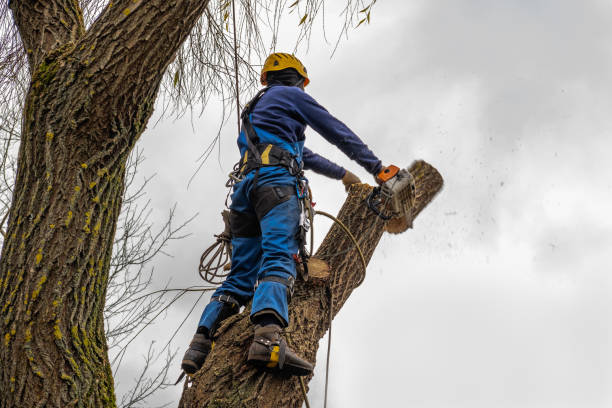 Best Tree Risk Assessment  in Keedysville, MD